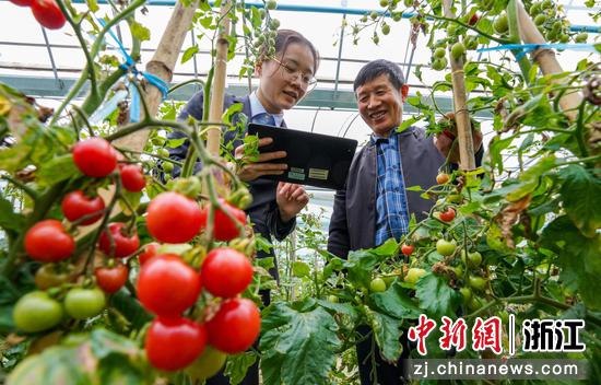 　　在宁波市镇海区庄市街道一农场，农业银行宁波庄市支行的客户经理（右一）在走访番茄种植户。 农行宁波市分行 供图