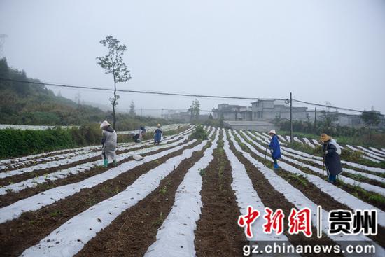 贵州毕节百里杜鹃：蔬菜基地种植忙