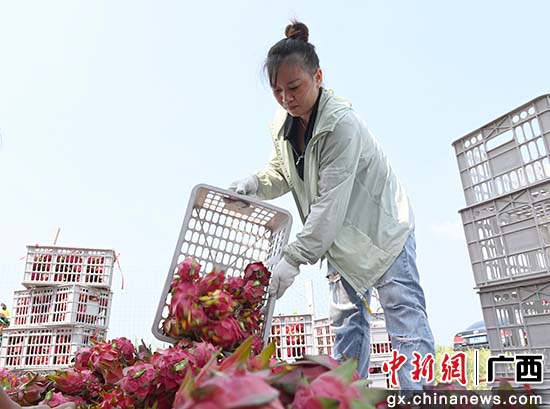 村民将采摘回来的火龙果集中堆放。韦世仙 摄