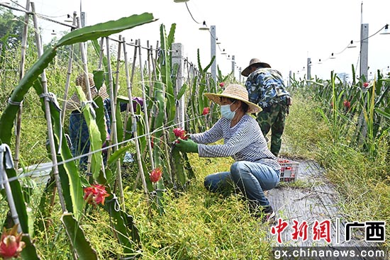 村民正在采摘成熟的火龙果。韦世仙 摄