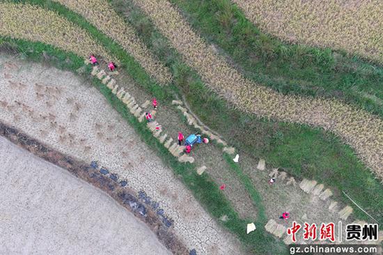 9月29日，贵州省龙里县湾滩河镇党员志愿者在湾寨社区的稻田立帮助农户收割稻谷。