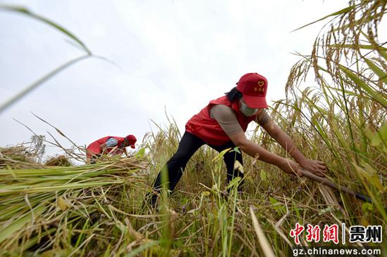 9月29日，贵州省龙里县湾滩河镇党员志愿者在湾寨社区的稻田立帮助农户收割稻谷。