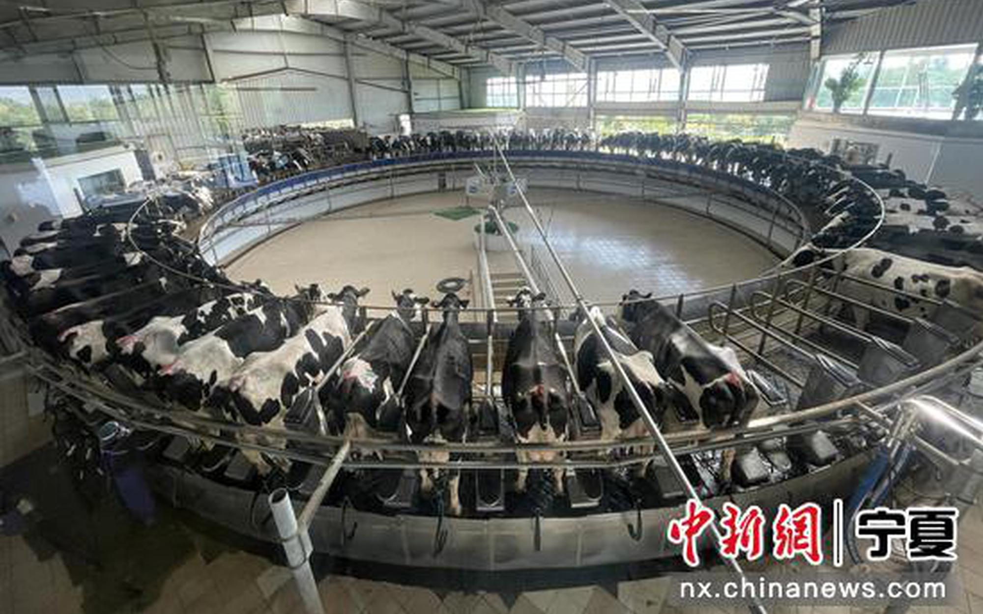 宁夏贺兰：奶产业“乘风破浪” 加快“富民振兴路”
