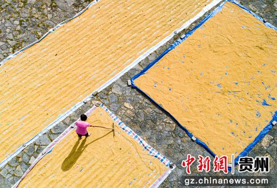 2022年10月1日，贵州省黔西市洪水镇解放村，农民晾晒收割的稻谷（无人机照片）。