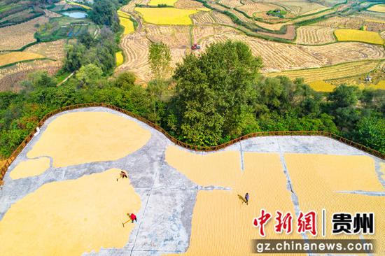 2022年9月30日，贵州省黔西市洪水镇解放村，农民晾晒收割的稻谷（无人机照片）。