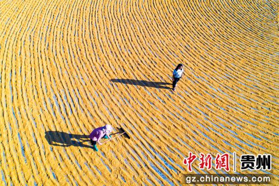 2022年10月1日，贵州省黔西市洪水镇解放村，农民晾晒收割的稻谷（无人机照片）。