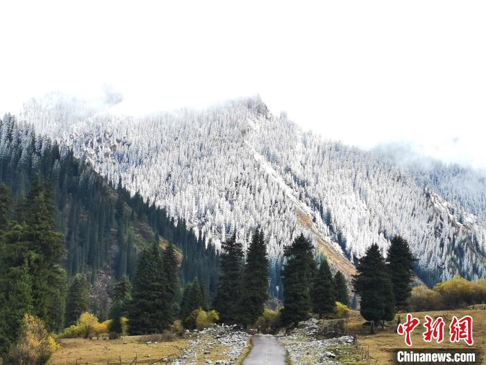 10月1日，新疆昭苏高原迎来今年秋季首场降雪。　尤拉　摄