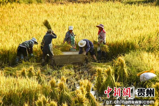 10月1日，村民在大方县小屯梯收割水稻。王道安 摄