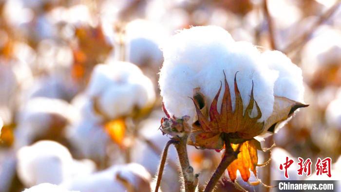 新疆巴州独特的地理位置和丰富的光热水土条件使得当地所产的棉花纤维长、色泽好、品质高。　汪志鹏　摄