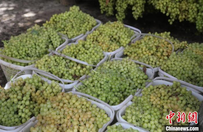 開辟“綠色通道”！中國無核白葡萄之鄉助農銷售葡萄近萬噸