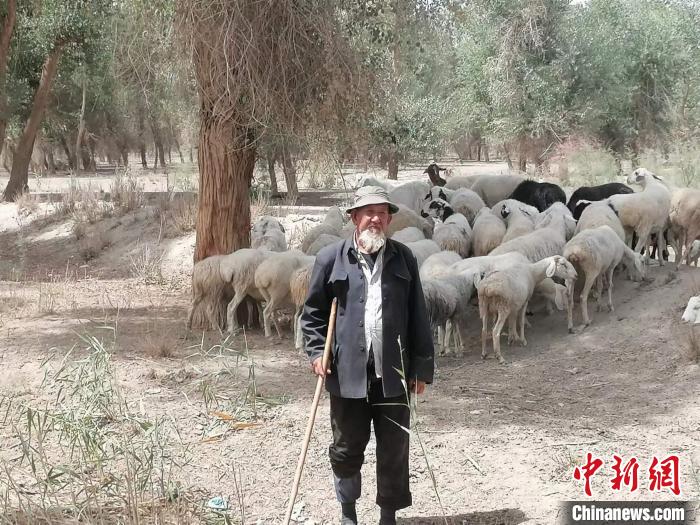 新疆80多岁老人依明·斯马依守护胡杨林逾40年见证林进沙退。图为退休后的他在胡杨林中放羊。　朱景朝　摄