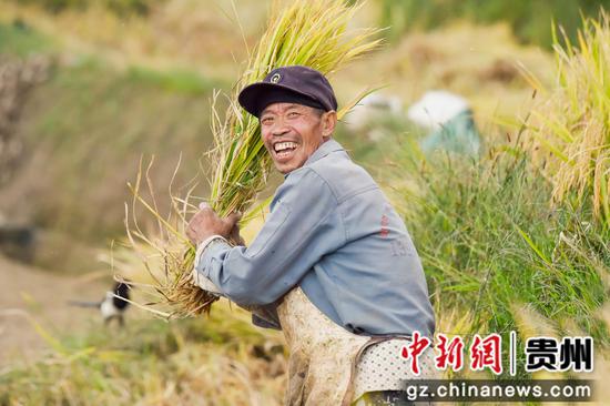 10月1日，村民在大方县小屯梯田割收水稻。毛道安 摄