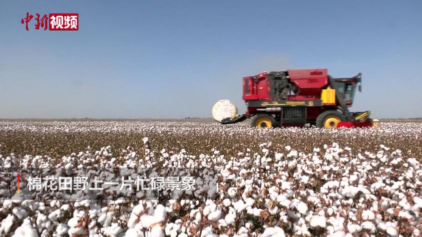 新疆巴州：棉花進入機械化采收季