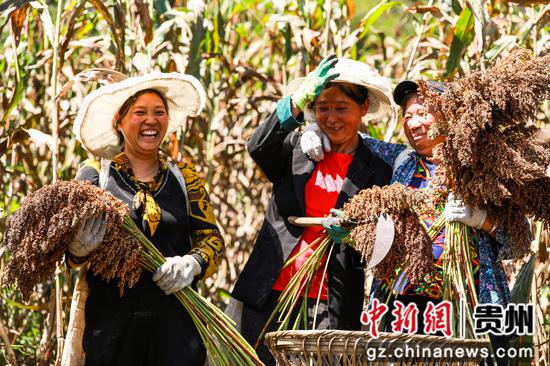 10月1日，村民在大方县长石镇仲麦村高粱种植基地收割高粱。周训贵 摄