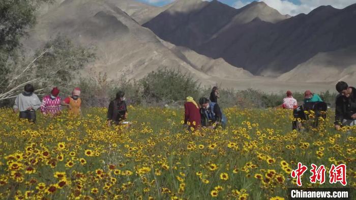 眼下，新疆帕米尔高原雪菊陆续采摘上市。图为塔县农牧民采摘雪菊。　夏地克·铁木尔　摄