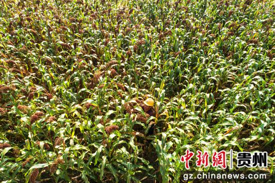 2022年10月4日，贵州省黔西市洪水镇洪箐村优质高粱种植基地，农民收割成熟的高粱（无人机照片）。