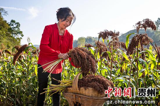 2022年10月4日，贵州省黔西市洪水镇洪箐村优质高粱种植基地，农民收割成熟的高粱。