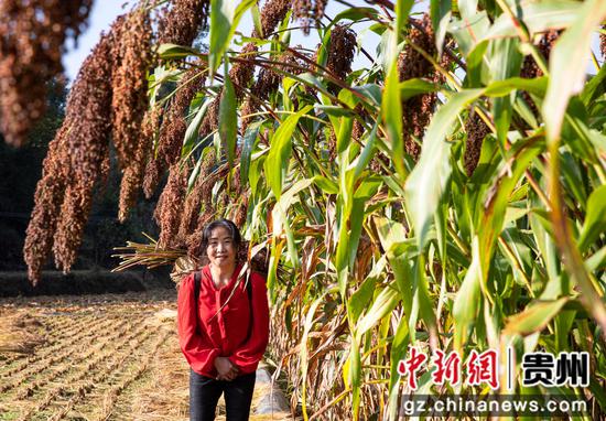 2022年10月4日，贵州省黔西市洪水镇洪箐村优质高粱种植基地，农民收割成熟的高粱。