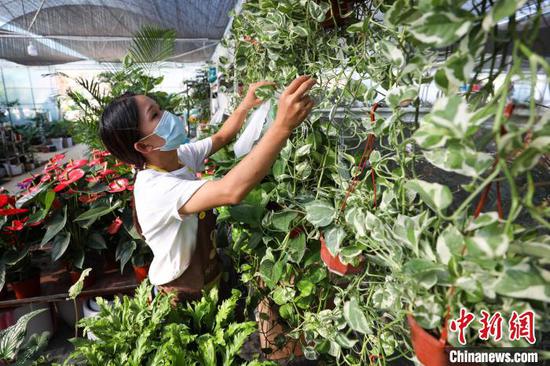 10月5日，商户在花卉基地整理绿植。　瞿宏伦 摄