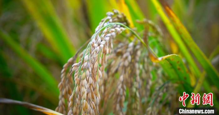 新疆溫宿縣逾9萬畝水稻開始收割
