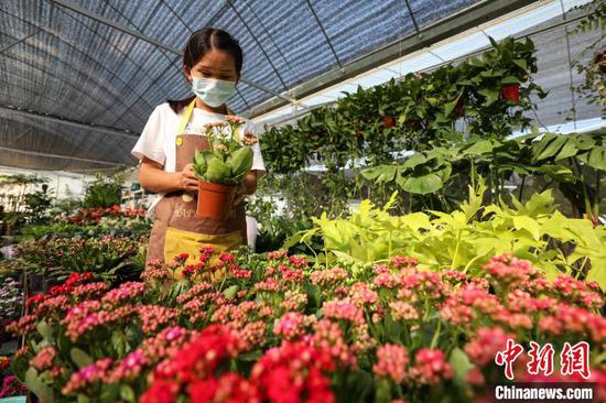 10月5日，商户在花卉基地整理待售花卉。　瞿宏伦 摄