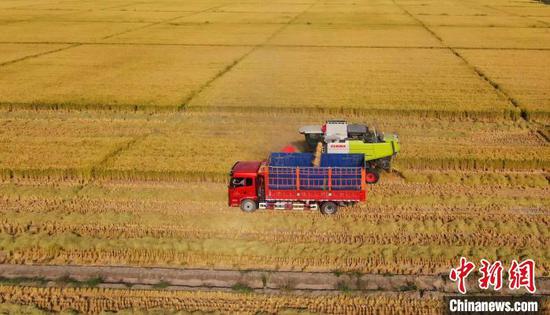 新疆兵团在南疆培育水稻种植、加工、包装、销售于一体的优质水稻种植基地。　王诚 摄