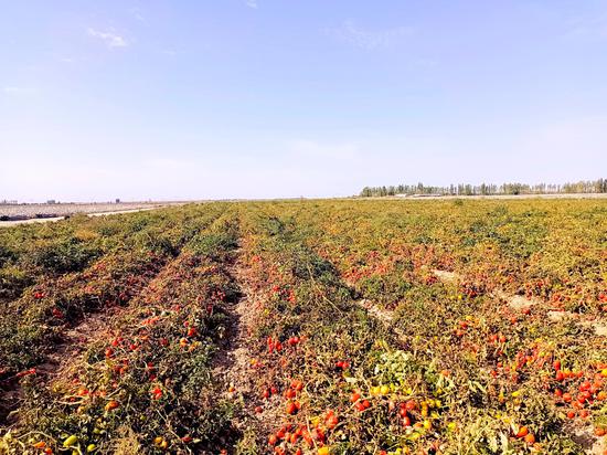 亩产1.1万公斤 一四四团500亩“订单”番茄喜获丰收