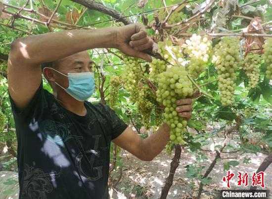 帮助种植户采摘葡萄。　郭蕾 摄