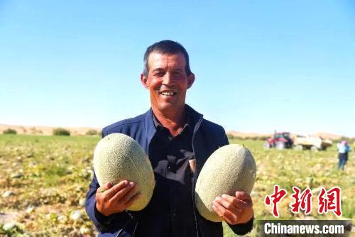 新疆“沙漠第一村”晚熟甜瓜迎豐收 民眾采摘忙