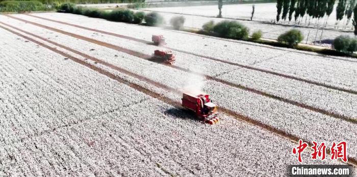 新疆阿克蘇地區740萬畝棉花開始采摘