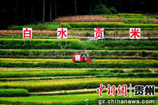 贵州铜仁乡村：打造“稻文化+庭院经济”产业 促乡村振兴持续发展