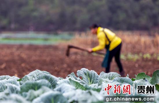 2022年10月8日，村民在贵州省黔西市文峰街道马厂社区挖土备耕。