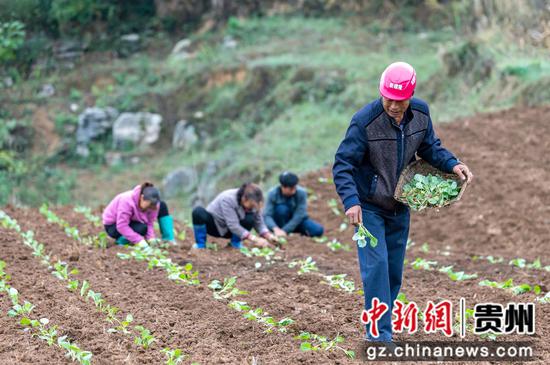 2022年10月8日，村民在贵州省黔西市文峰街道双星社区栽种油菜。