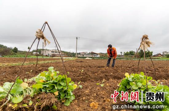 2022年10月8日，村民在贵州省黔西市文峰街道马厂社区栽种油菜。