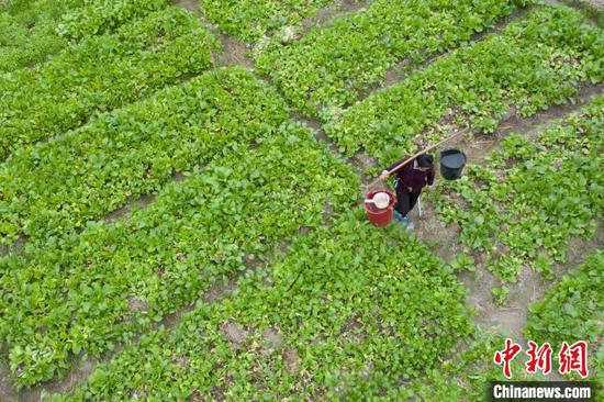贵州省从江县贯洞镇贯洞村的村民在田间给蔬菜浇水。　吴德军 摄