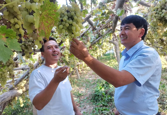 图为9月28日，阿图什市农信社工作人员〈右〉在哈斯木江的葡萄园查看木纳格葡萄的长势。 郝国玉 摄