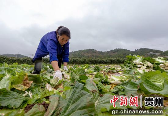2022年10月8日，村民在贵州省黔西市文峰街道马厂社区收割白菜。