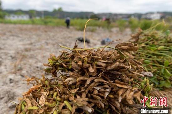 贵州省从江县洛香镇岩寨村的村民在田间收割青皮豆。　吴德军 摄