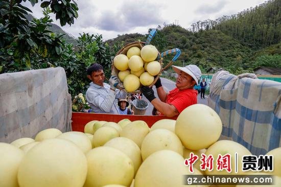 村民在罗甸县逢亭镇上隆村将柚子装车。