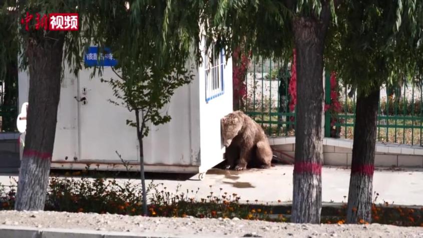新疆拜城县：棕熊伤困村庄 已接受专业救治