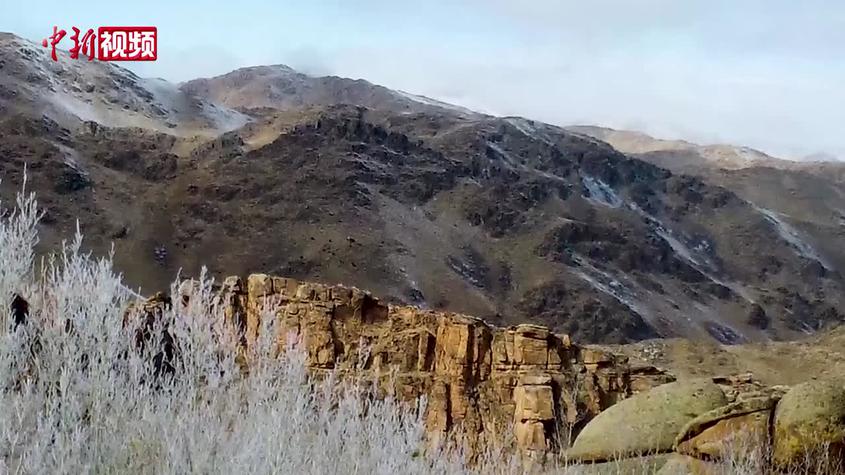 新疆：寒露霜花缀满石城树林
