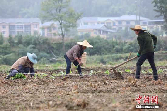 10月9日，农户们在绥阳县风华镇油菜高产示范田种油菜苗。 瞿宏伦 摄
