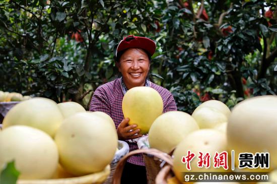 村民在罗甸县逢亭镇上隆村采收柚子。