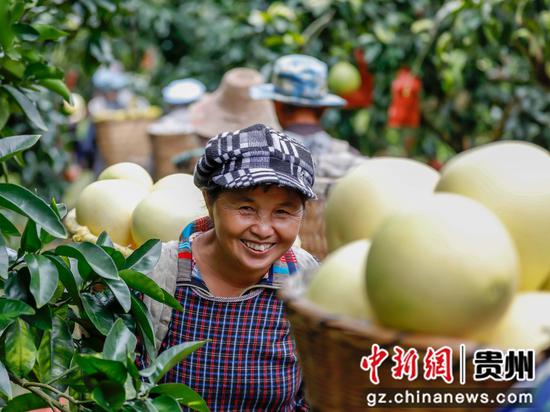 村民在罗甸县逢亭镇上隆村搬运柚子。