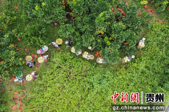 村民在罗甸县逢亭镇上隆村搬运柚子。
