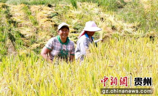 大方县黄泥塘化联社区拉荒村民在收割稻谷。周训贵 摄