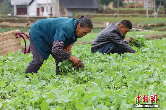10月9日，两位农户在绥阳县风华镇油菜高产示范田移栽油菜苗。 瞿宏伦 摄