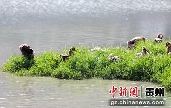 大方县黄泥塘化联社区拉荒田园湿地引来各类水鸟栖息。周训贵 摄