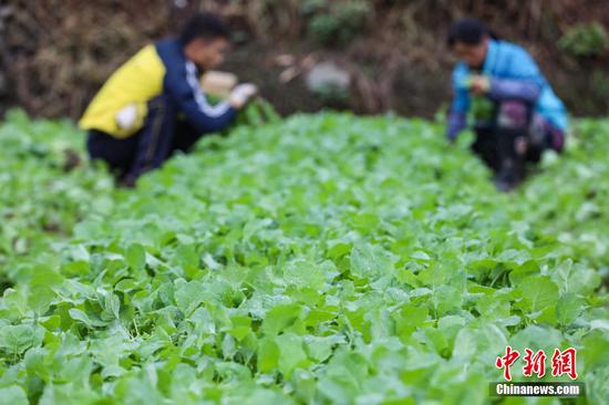 10月9日，绥阳县风华镇油菜高产示范田待移栽的油菜苗。 瞿宏伦 摄