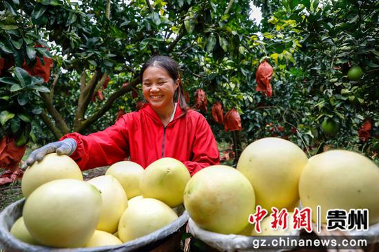 村民在罗甸县逢亭镇上隆村采收柚子。
